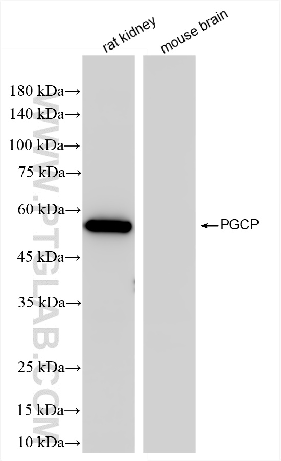 WB analysis using 86405-1-RR