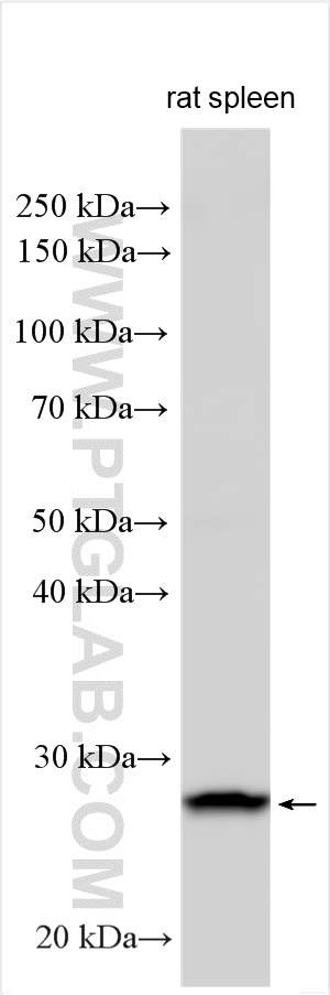 WB analysis using 22522-1-AP