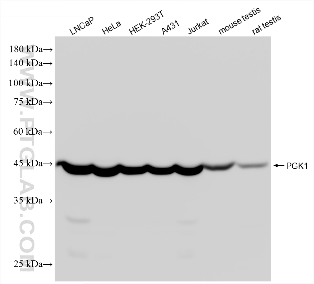 WB analysis using 87478-1-RR
