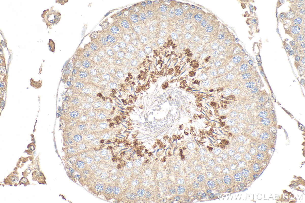 IHC staining of rat testis using 68228-1-Ig