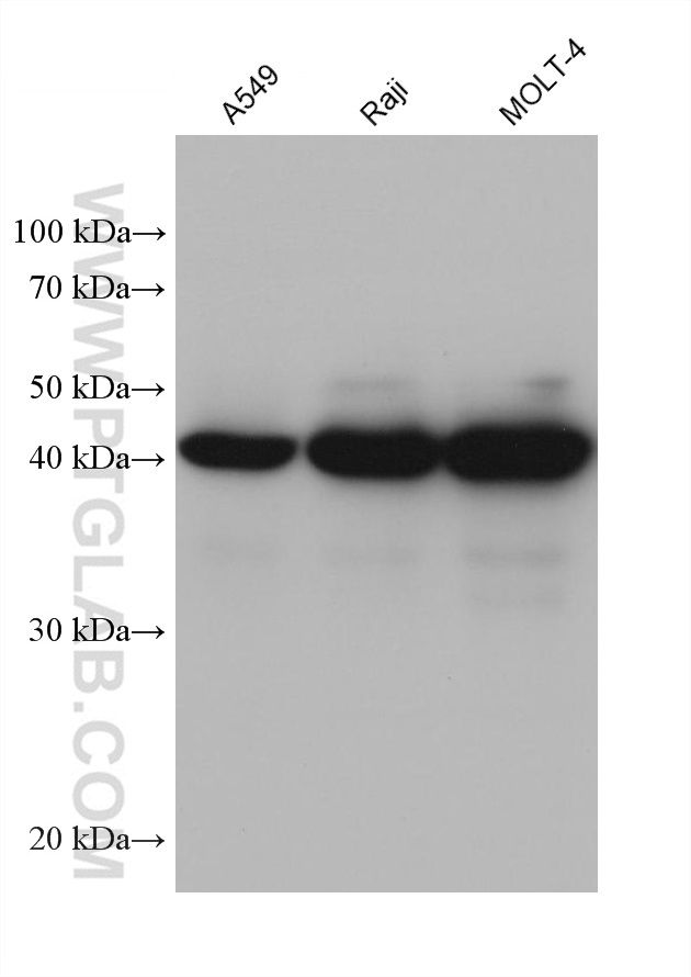 WB analysis using 68228-1-Ig