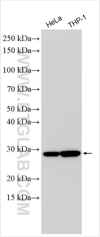 WB analysis using 30560-1-AP