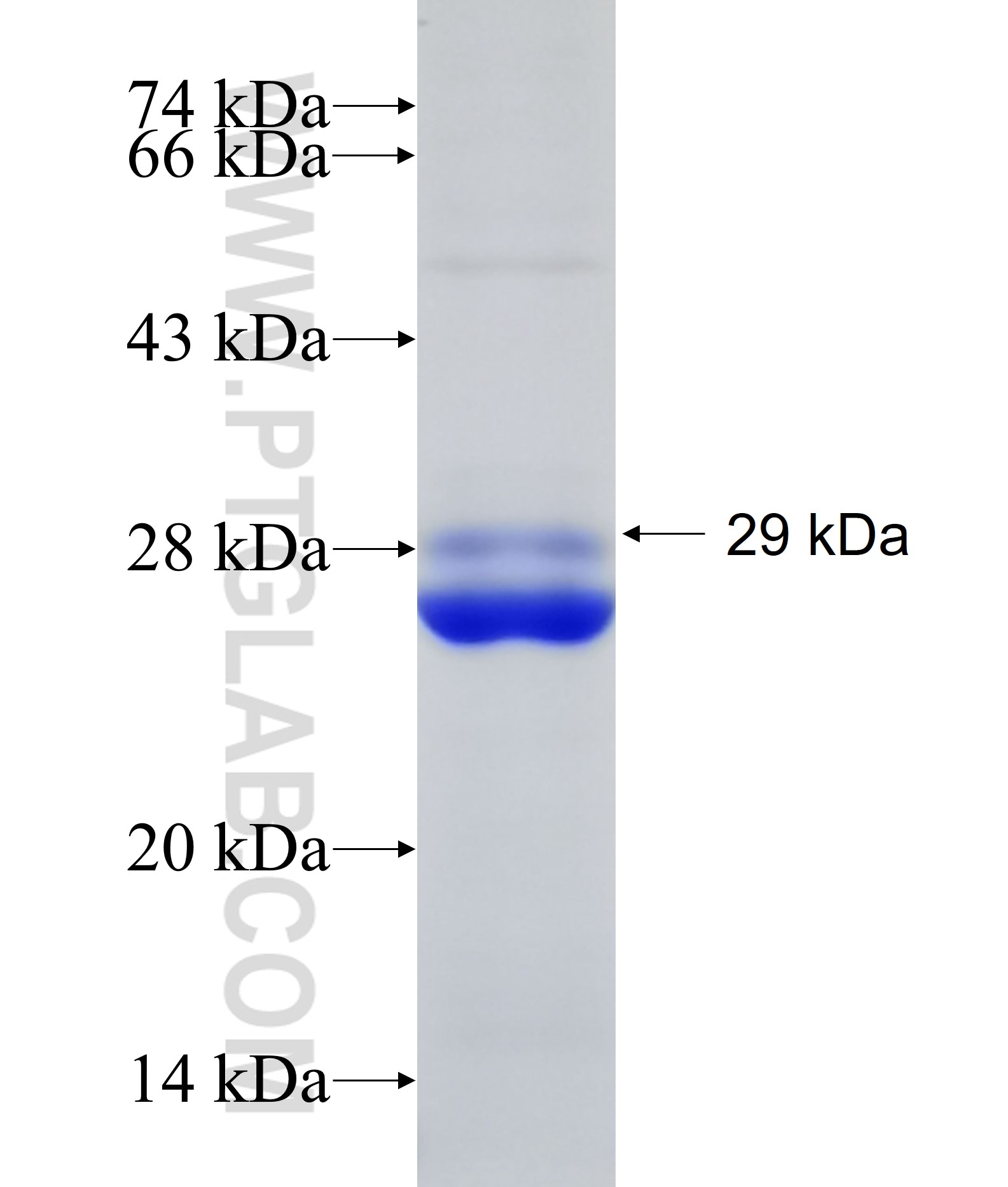 PGLYRP1 fusion protein Ag12690 SDS-PAGE