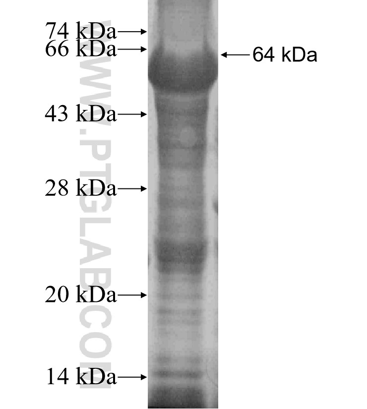 PGLYRP2 fusion protein Ag19336 SDS-PAGE