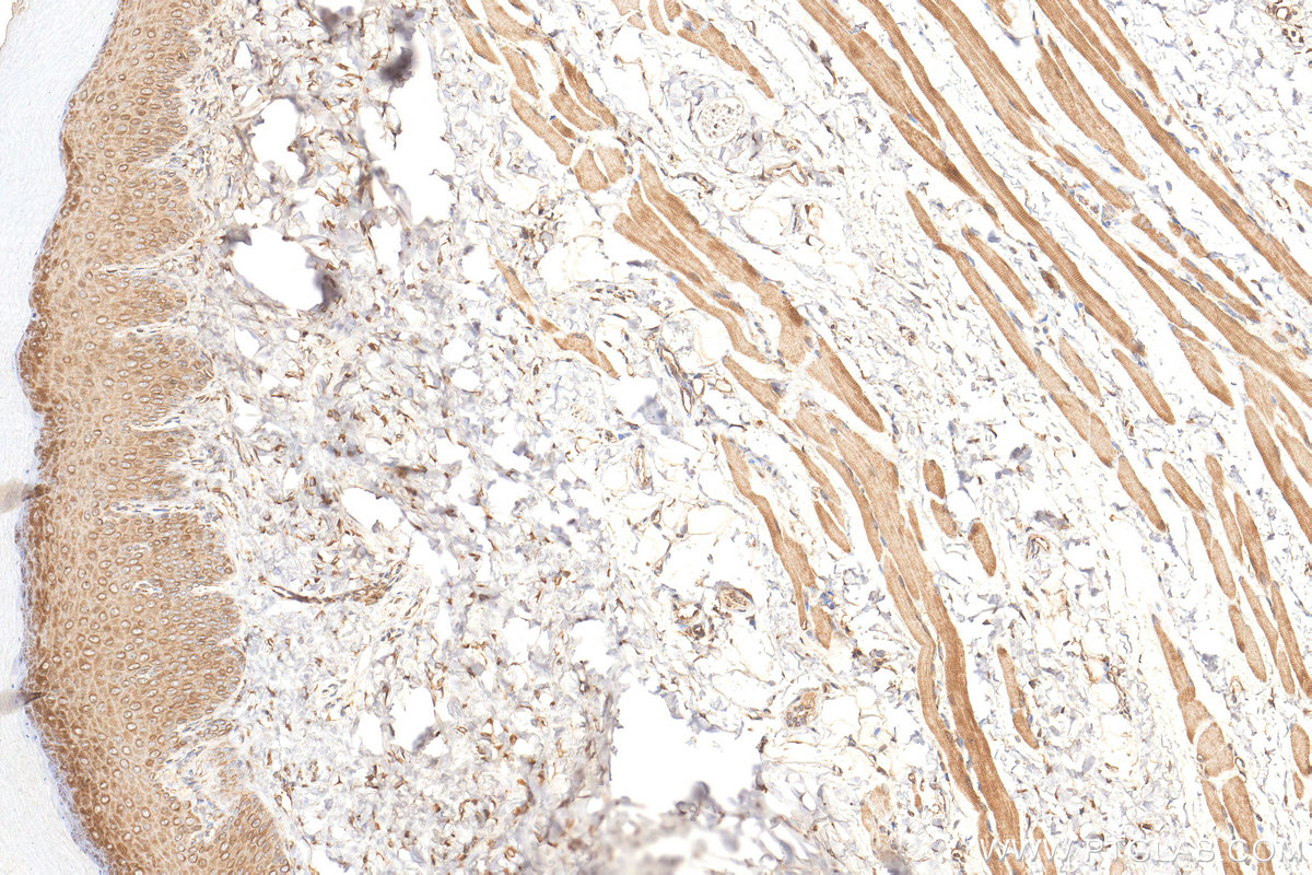 IHC staining of rat skin using 21134-1-AP