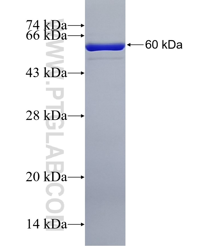 PGP fusion protein Ag33035 SDS-PAGE