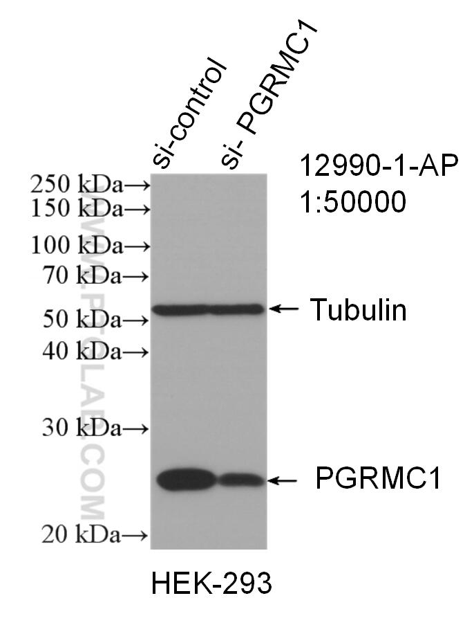 WB analysis of HEK-293 using 12990-1-AP