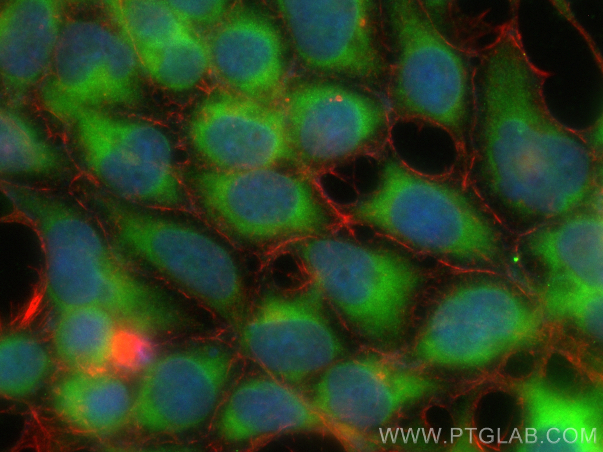 IF Staining of HEK-293 using CL488-66372