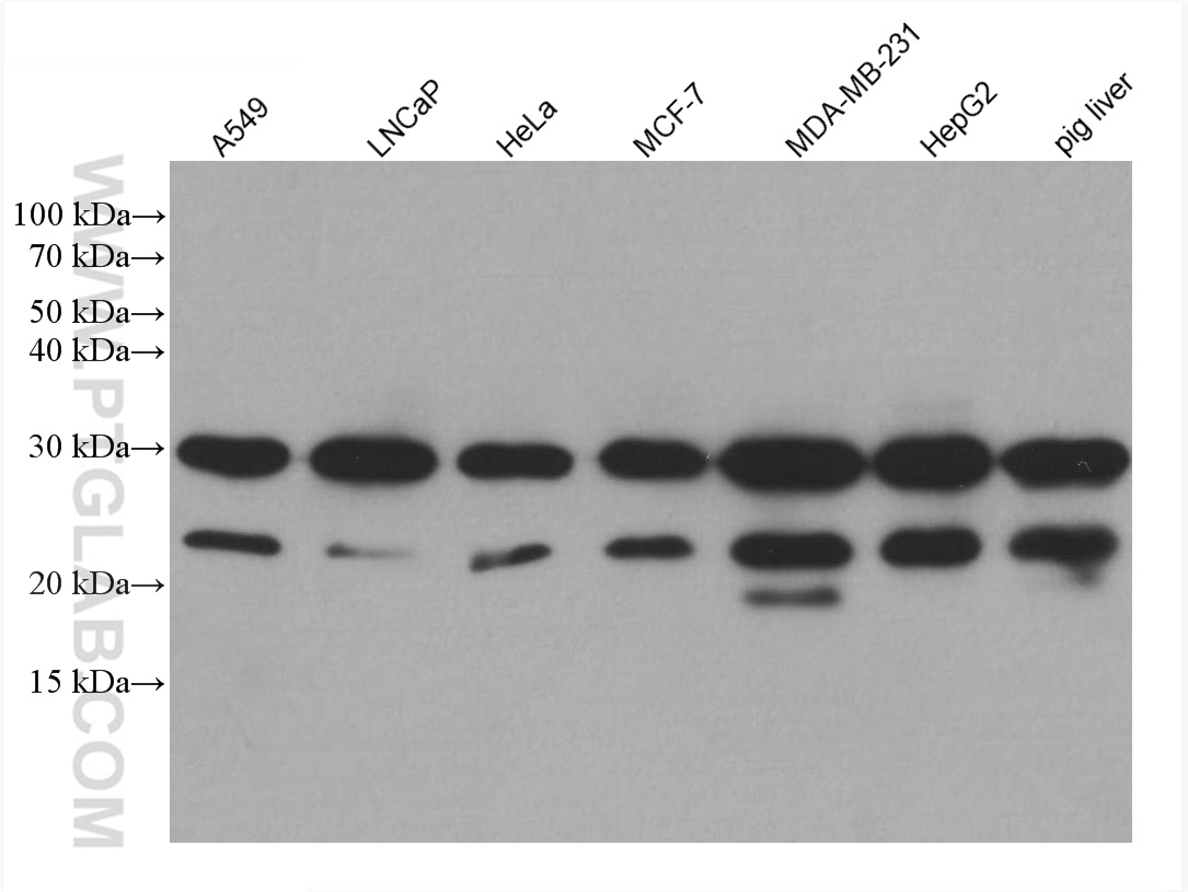 WB analysis using 60249-1-Ig