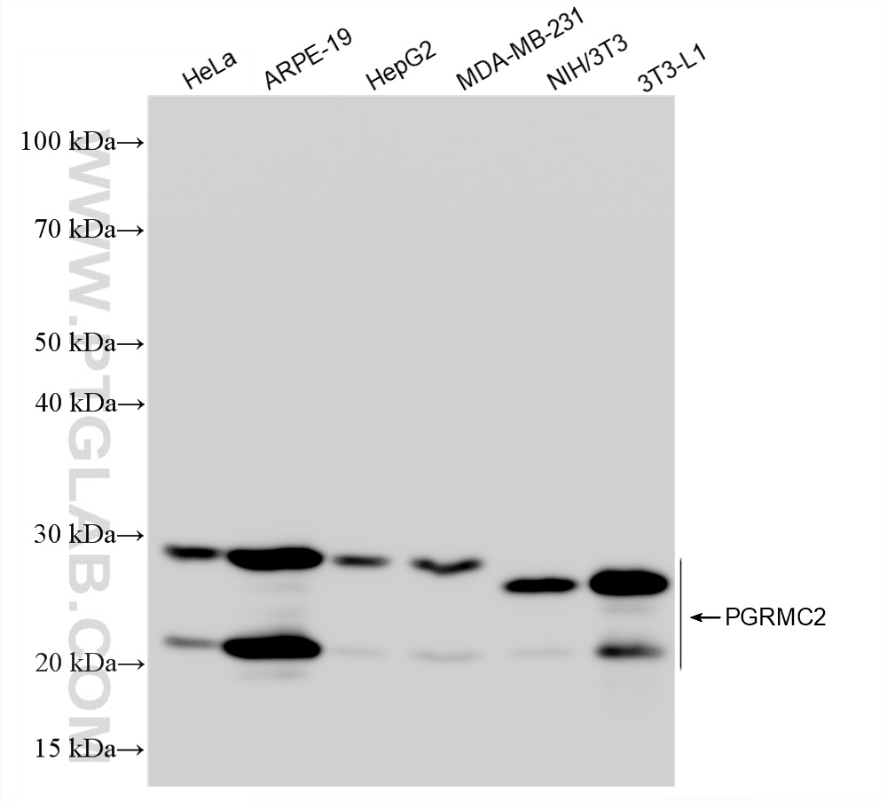 Various lysates were subjected to SDS PAGE followed by western blot with <a class='green' href='/productredirect?CatalogNo=86835-1-RR' target='_blank'>86835-1-RR</a> (PGRMC2 antibody) at dilution of 1:5000 incubated at room temperature for 1.5 hours. This data was developed using the same antibody clone with 86835-1-PBS in a different storage buffer formulation. WB analysis using 86835-1-RR (same clone as 86835-1-PBS)