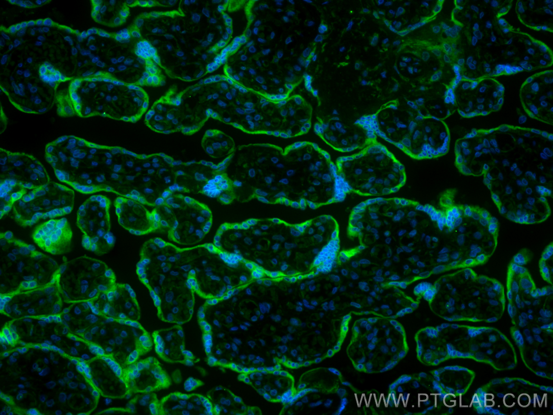 IF Staining of human placenta using CL488-60249