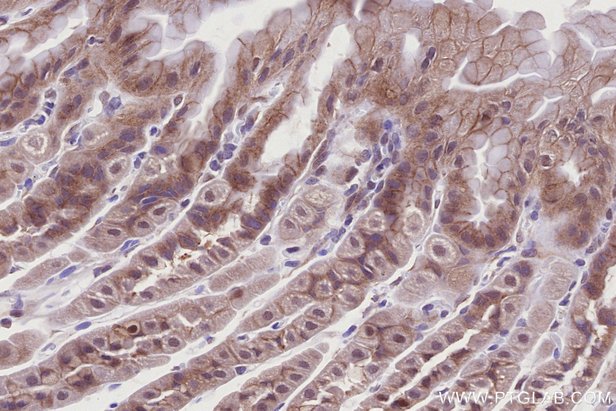 IHC staining of mouse stomach using 83302-1-RR IHC staining of mouse stomach using 83302-1-RR