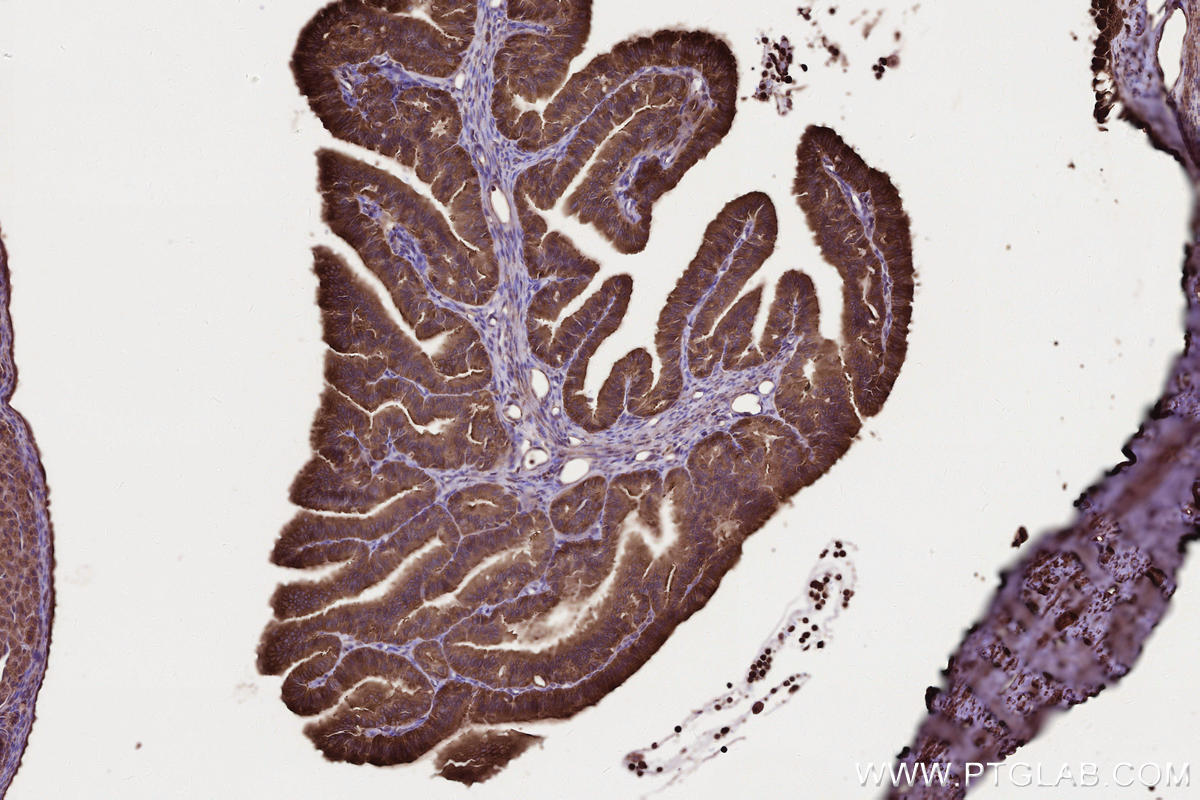 IHC staining of rat ovary using 13408-1-AP IHC staining of rat ovary using 13408-1-AP
