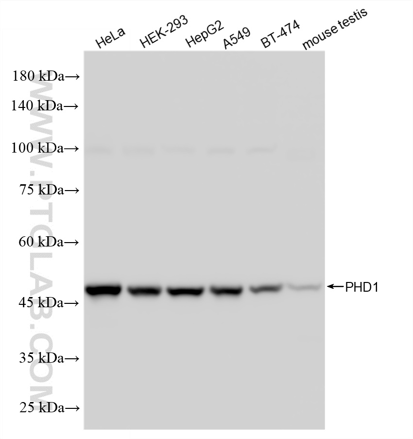 WB analysis using 86614-2-RR
