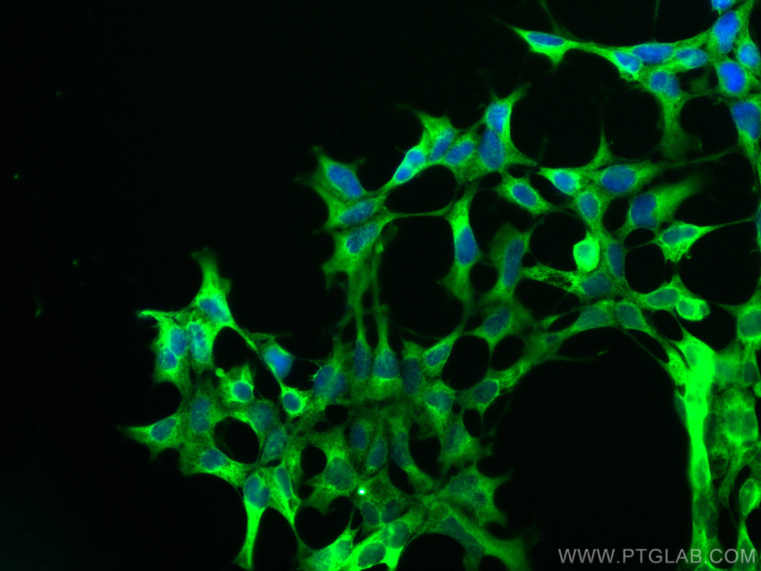 IF Staining of HEK-293 using CL488-66589