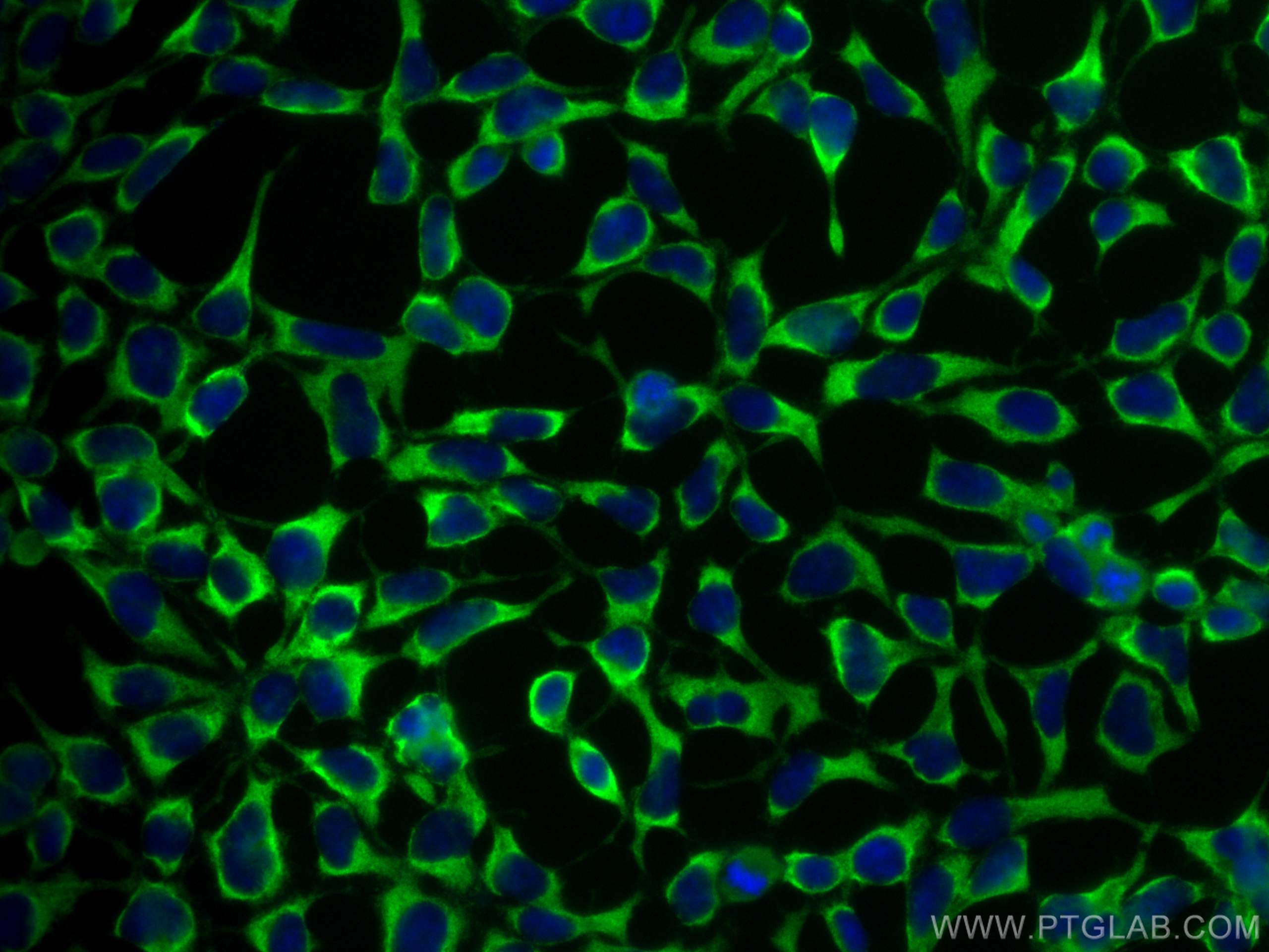 IF Staining of HEK-293 using CL488-66589