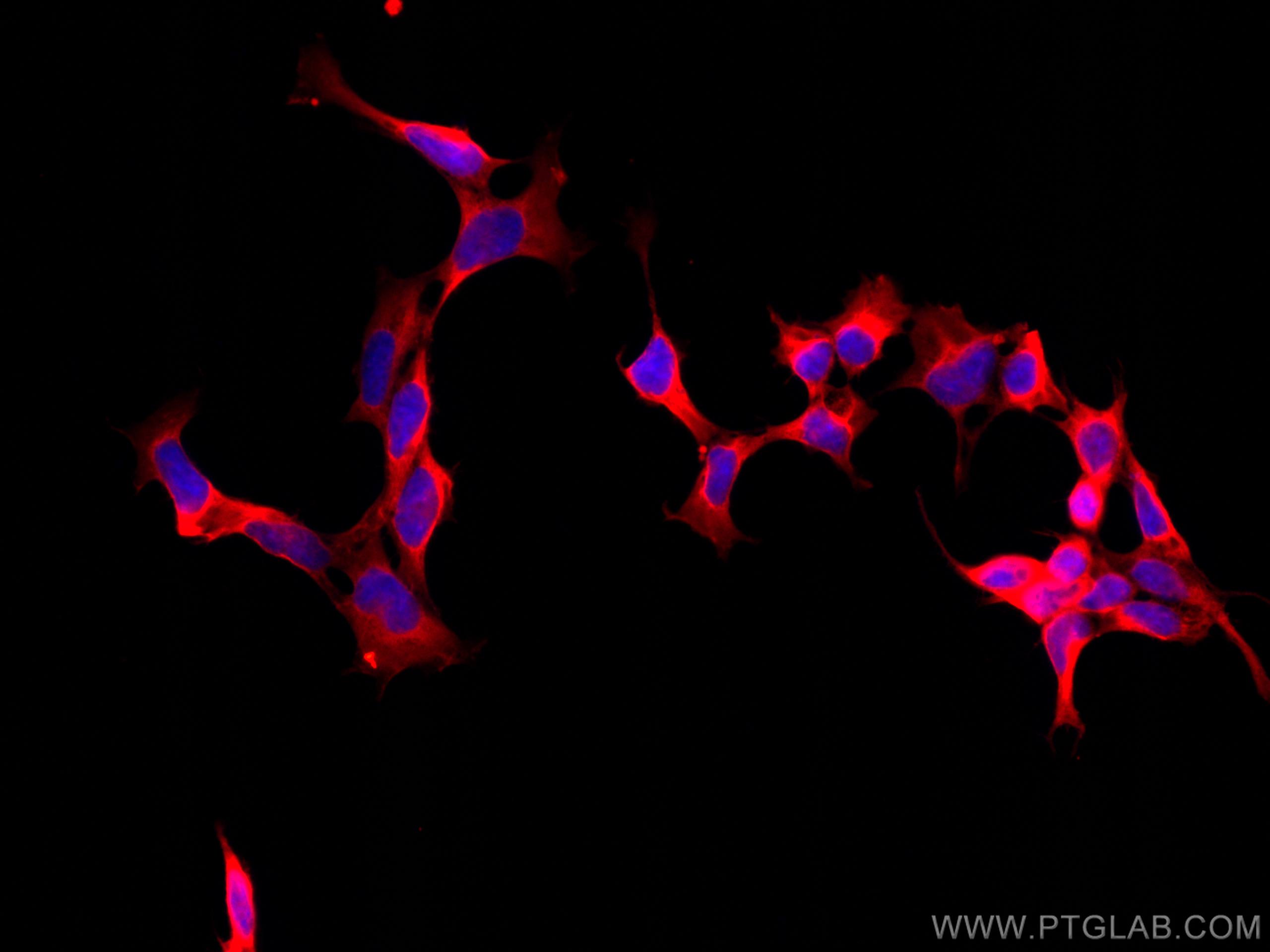 IF Staining of HEK-293 using CL594-66589