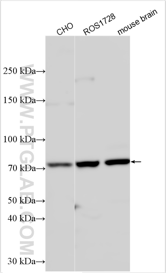 WB analysis using 30668-1-AP