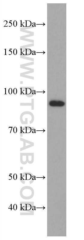 WB analysis of HEK-293 using 66934-1-Ig