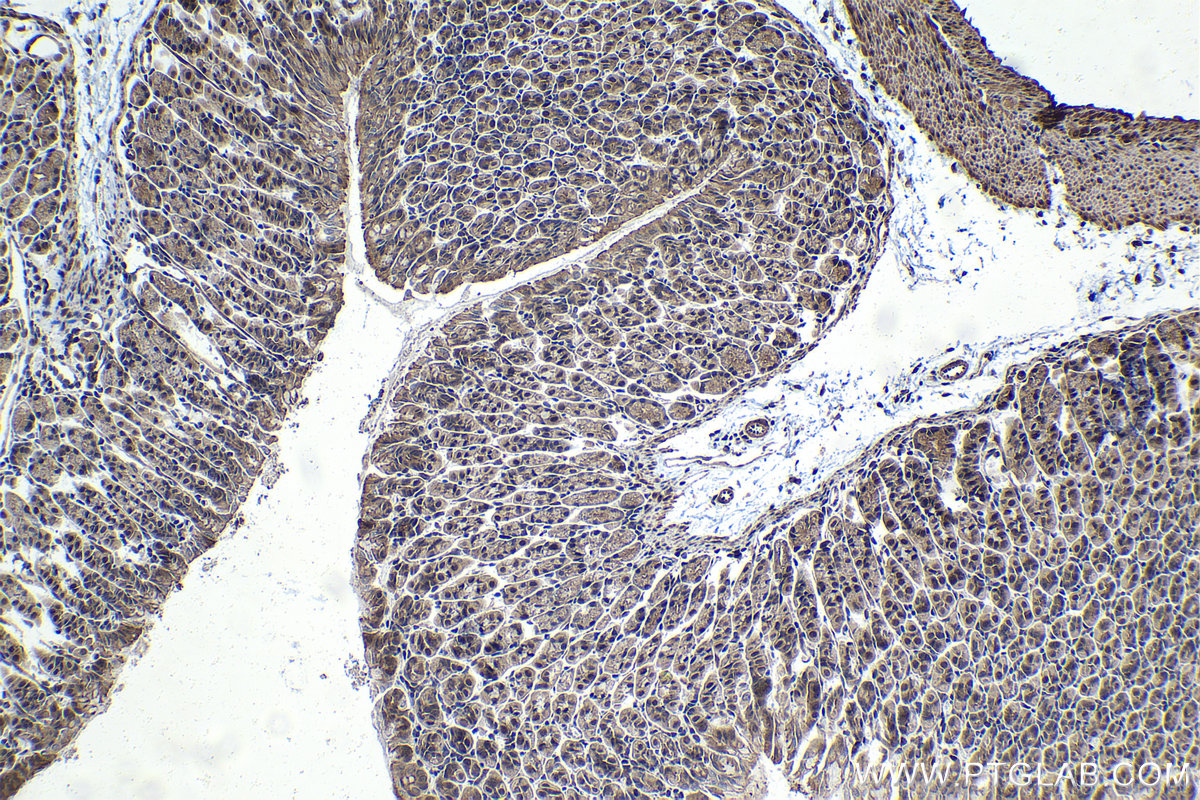 IHC staining of mouse stomach using 15663-1-AP
