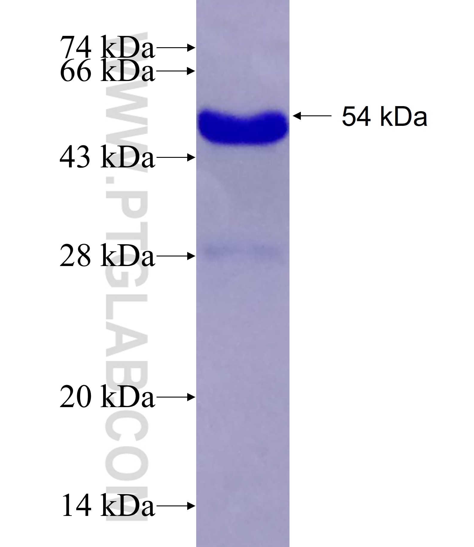 PHF13 fusion protein Ag22111 SDS-PAGE