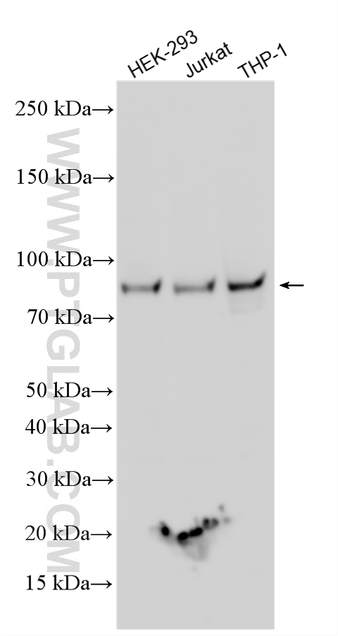 WB analysis using 12127-1-AP