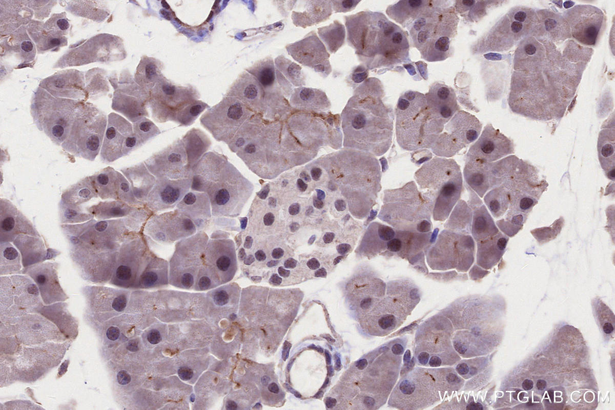 IHC staining of mouse stomach using 51062-1-AP