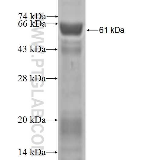 PHF6 fusion protein Ag2102 SDS-PAGE