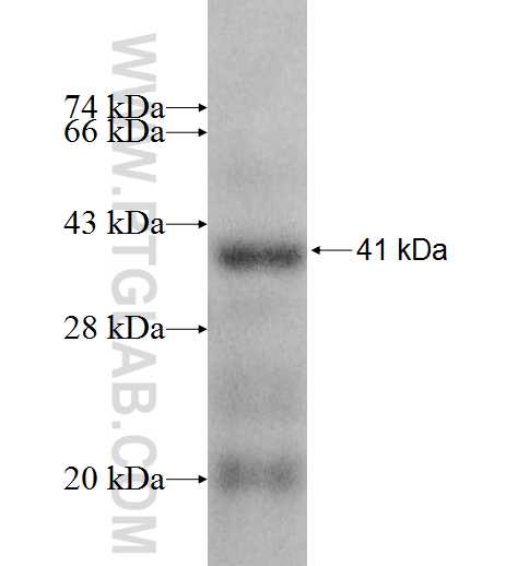 PHF6 fusion protein Ag8624 SDS-PAGE