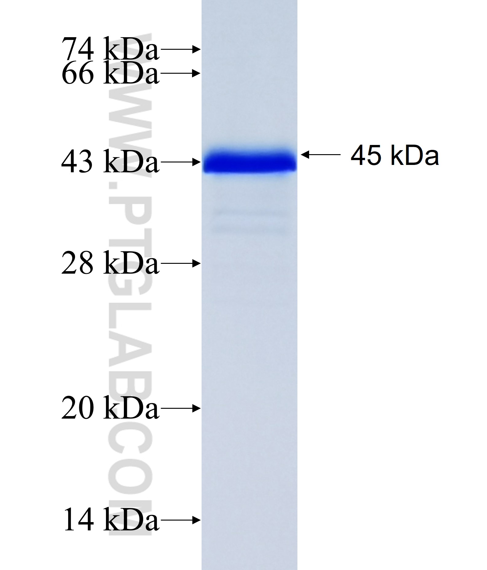 PHF7 fusion protein Ag35079 SDS-PAGE PHF7 fusion protein Ag35079 SDS-PAGE