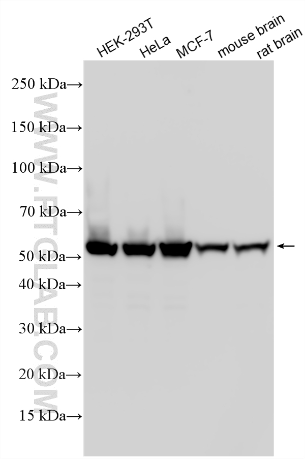 WB analysis using 14719-1-AP