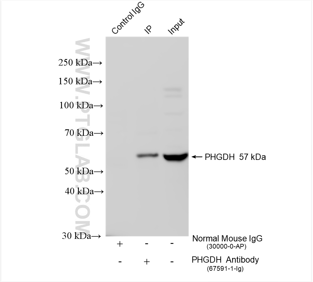IP experiment of HeLa using 67591-1-Ig
