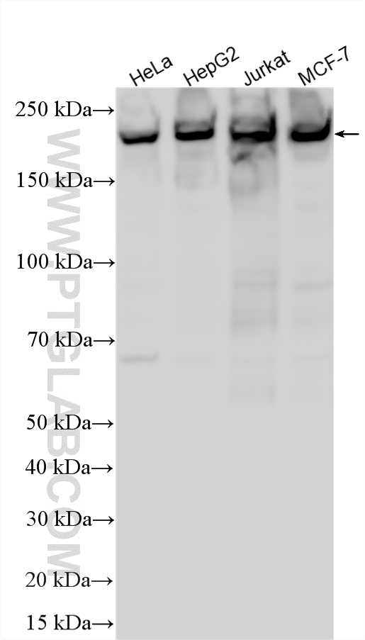 WB analysis using 20933-1-AP