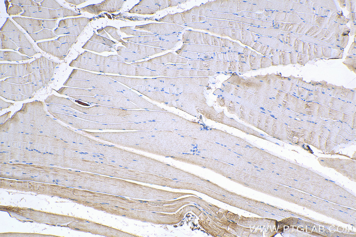 IHC staining of mouse skeletal muscle using 16743-1-AP