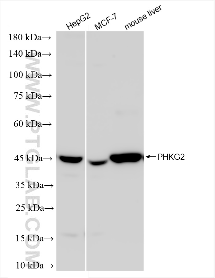 WB analysis using 83663-2-RR (same clone as 83663-2-PBS)