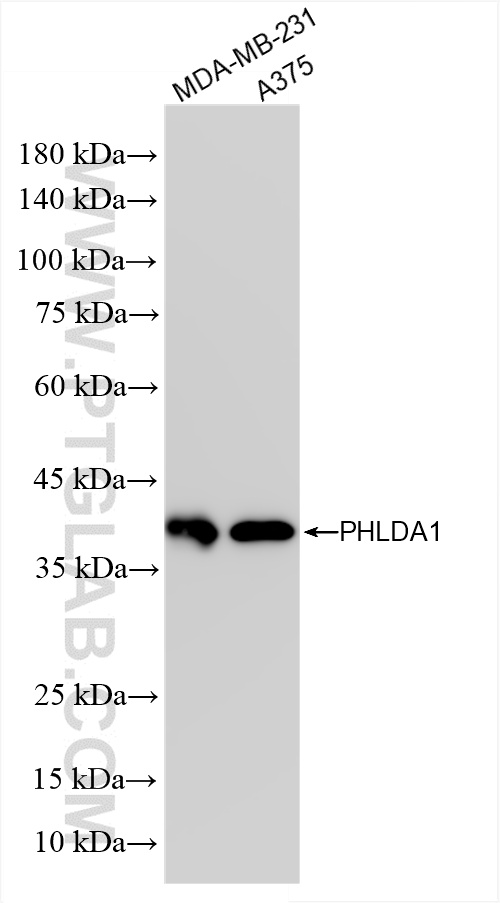 WB analysis using 85783-1-RR (same clone as 85783-1-PBS)