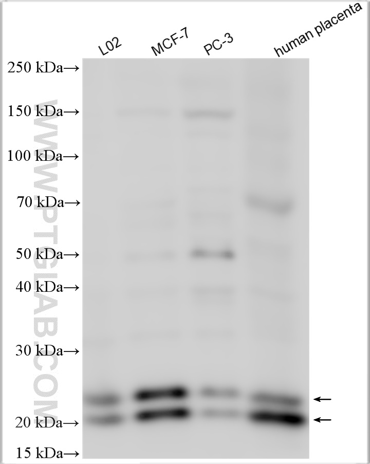 WB analysis using 14661-1-AP