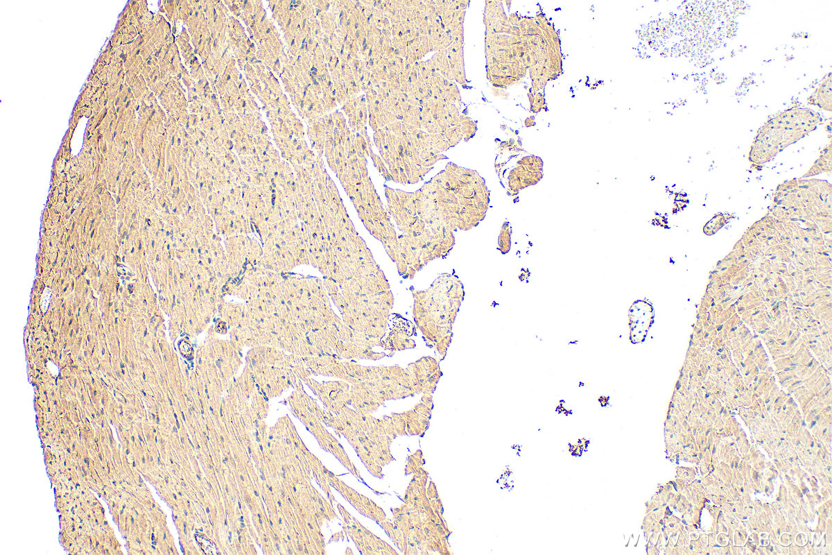 IHC staining of mouse heart using 27940-1-AP