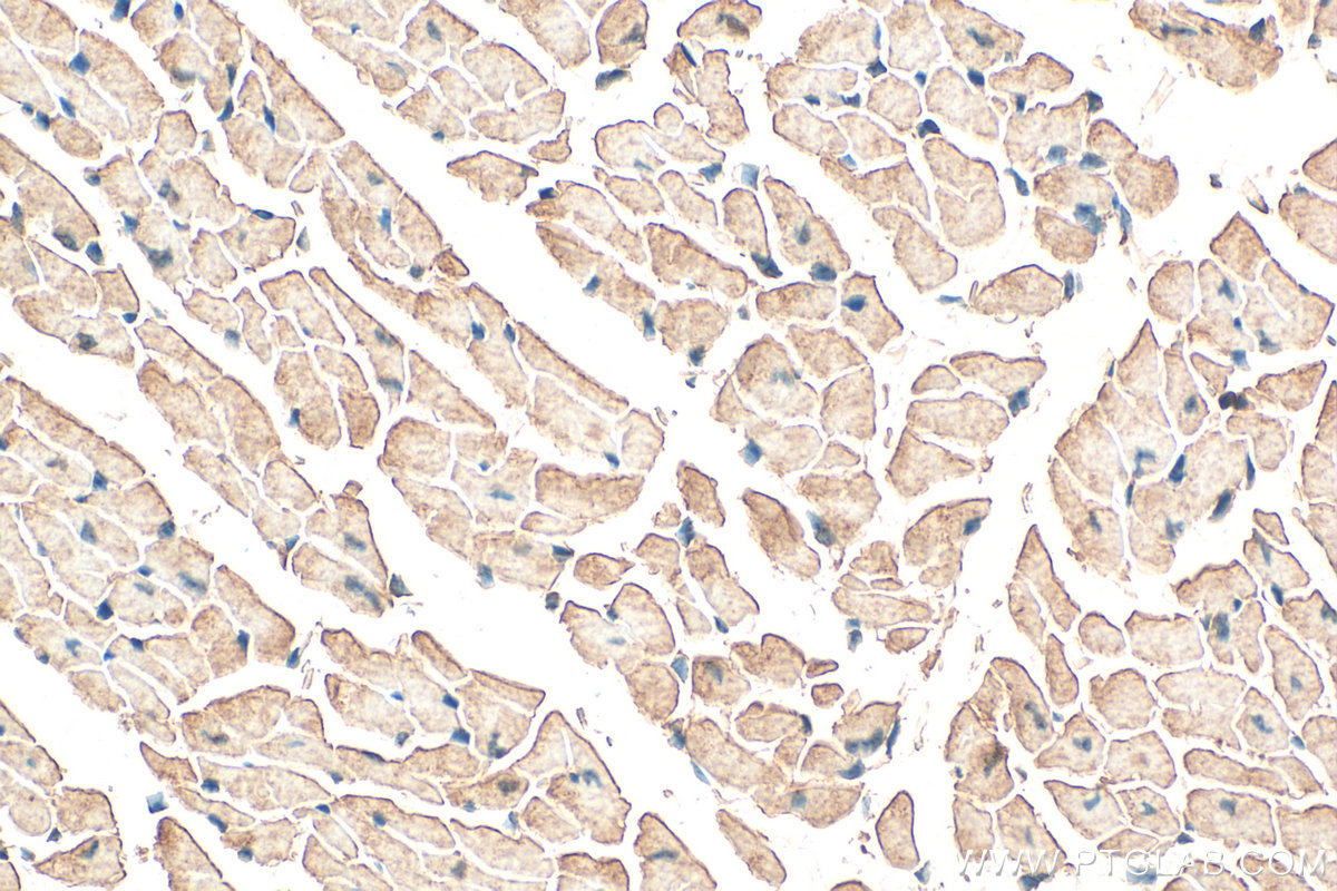 IHC staining of mouse heart using 13112-1-AP