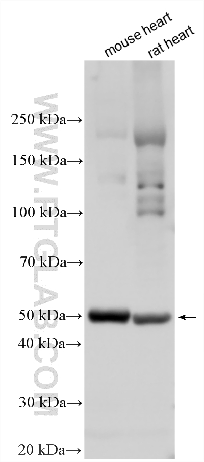 WB analysis using 30527-1-AP WB analysis using 30527-1-AP