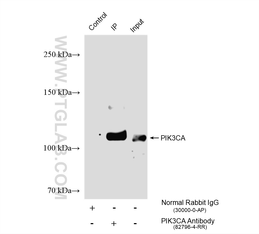 IP experiment of HeLa using 82796-4-RR