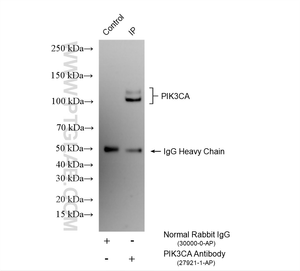 IP experiment of mouse brain using 27921-1-AP