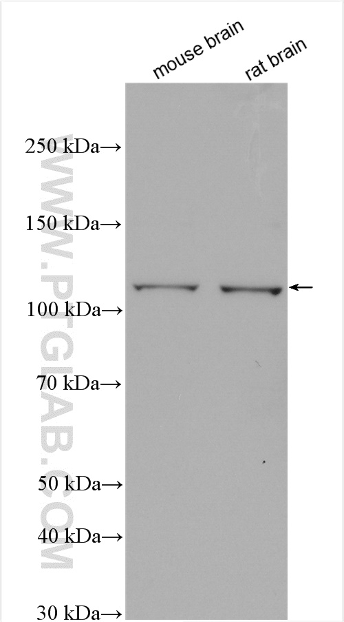 WB analysis using 27921-1-AP