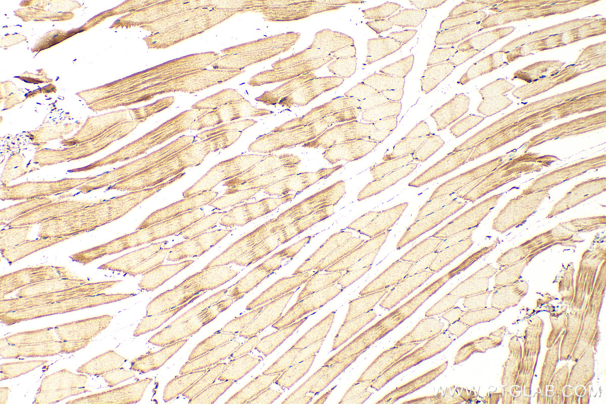 IHC staining of mouse skeletal muscle using 20662-1-AP