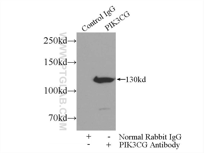 IP experiment of mouse liver using 20662-1-AP