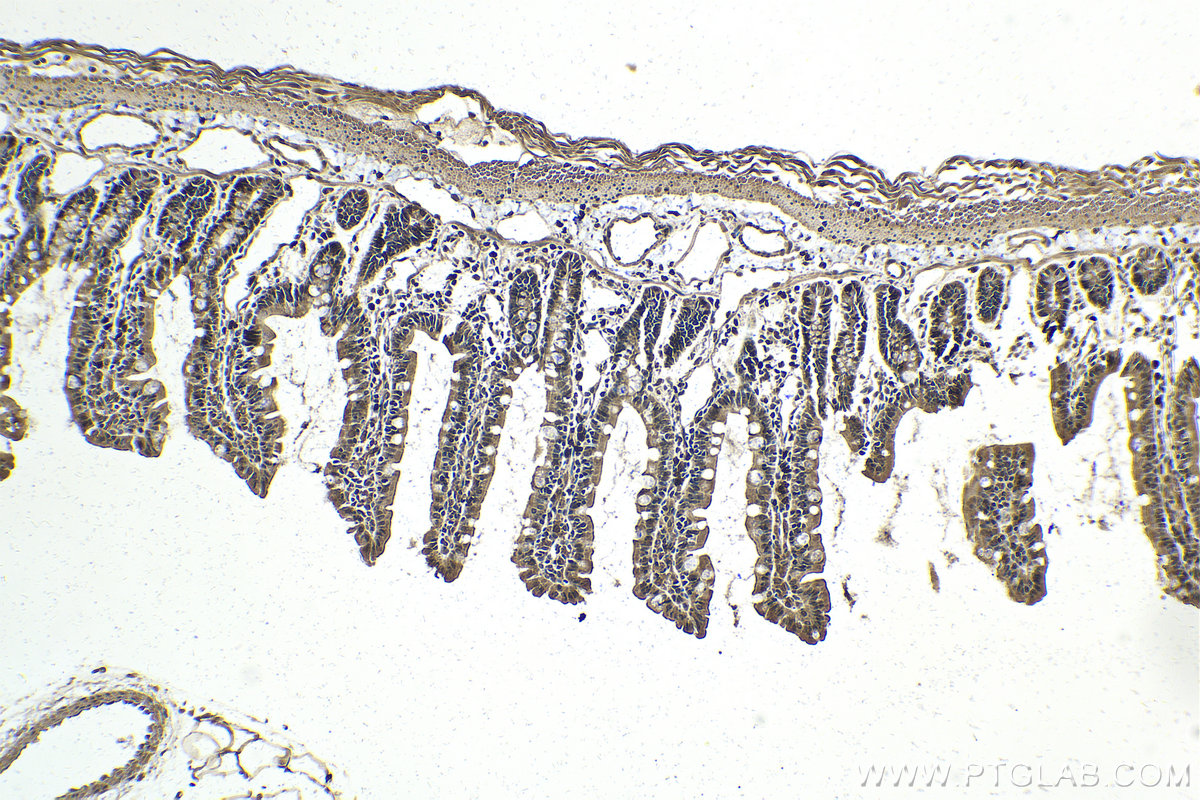 IHC staining of rat small intestine using 25868-1-AP