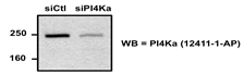 WB analysis of NIH-3T3 cells (RNAi) using 12411-1-AP