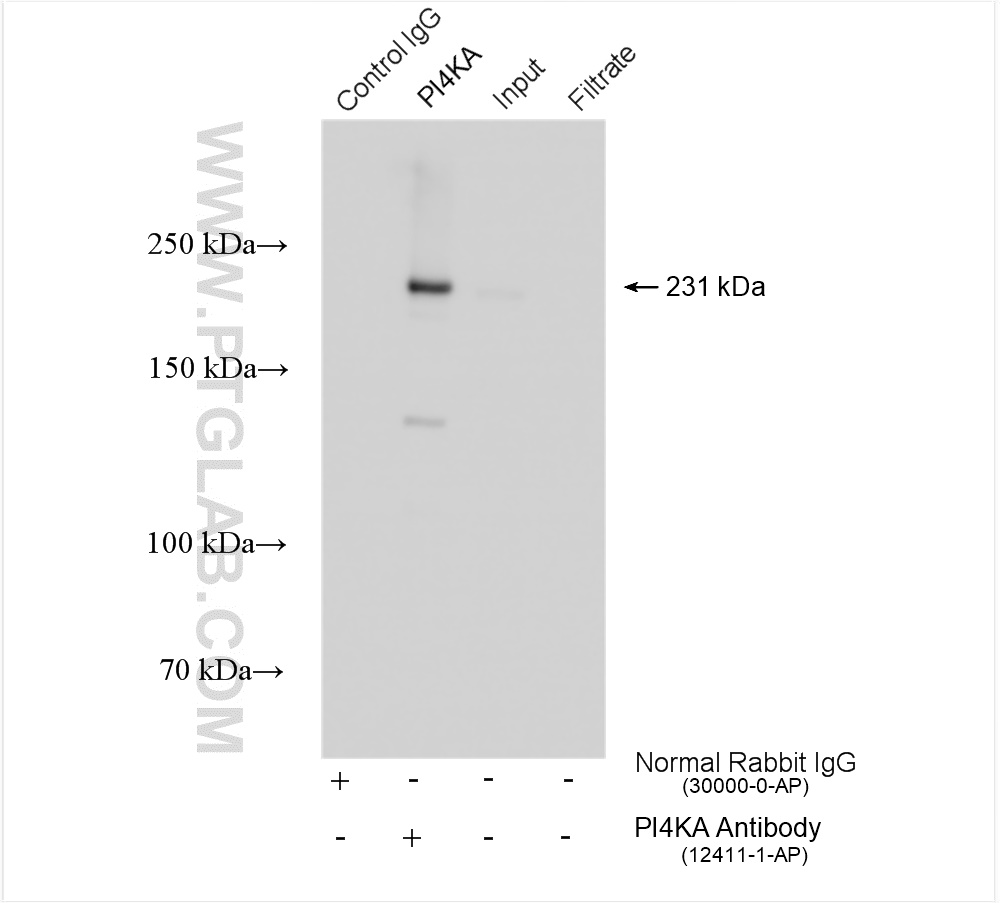 IP experiment of mouse brain using 12411-1-AP