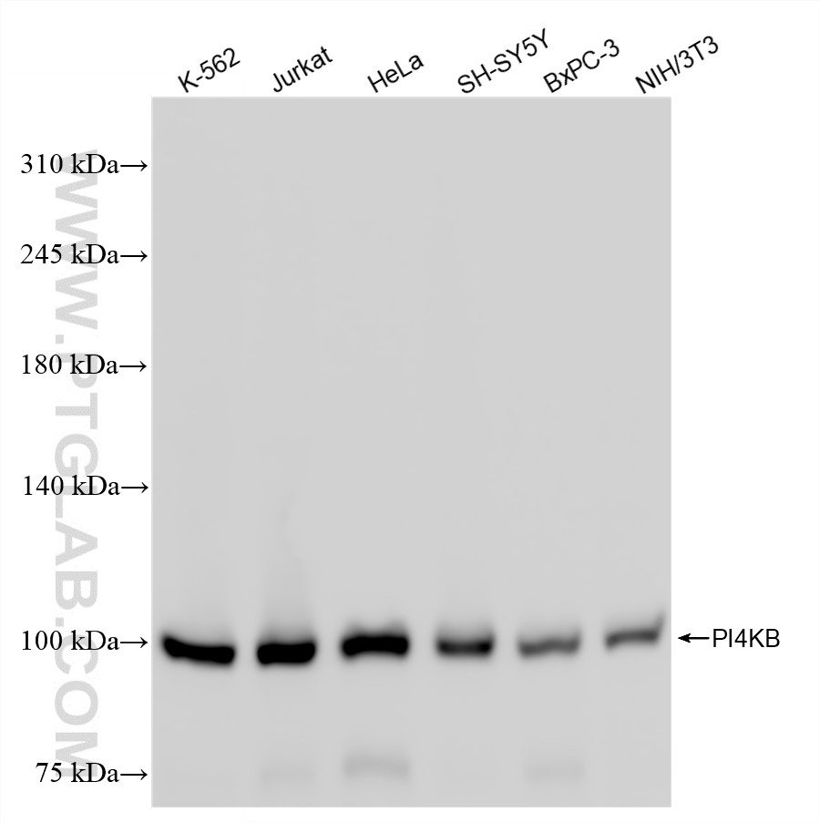 WB analysis using 86285-3-RR (same clone as 86285-3-PBS) WB analysis using 86285-3-RR (same clone as 86285-3-PBS)