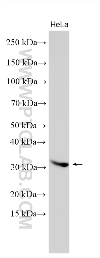 Various lysates were subjected to SDS PAGE followed by western blot with 32088-1-AP (C12orf53 antibody) at dilution of 1:800 incubated at room temperature for 1.5 hours. WB analysis using 32088-1-AP